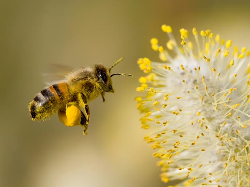 Buzzy bees