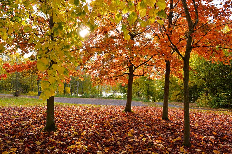 Strathclyde Park
