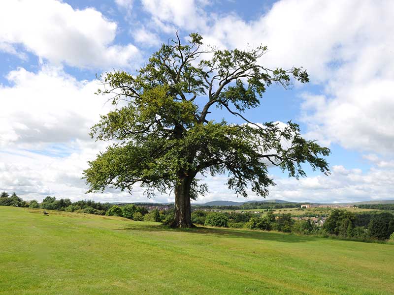 Cumbernauld House Park