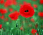Poppy image