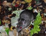 Rat
