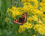 Butterfly with flowers