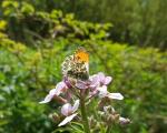 Butterfly and flower