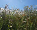 Wildflower meadow