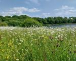 Wildflowers at Glenboig Park