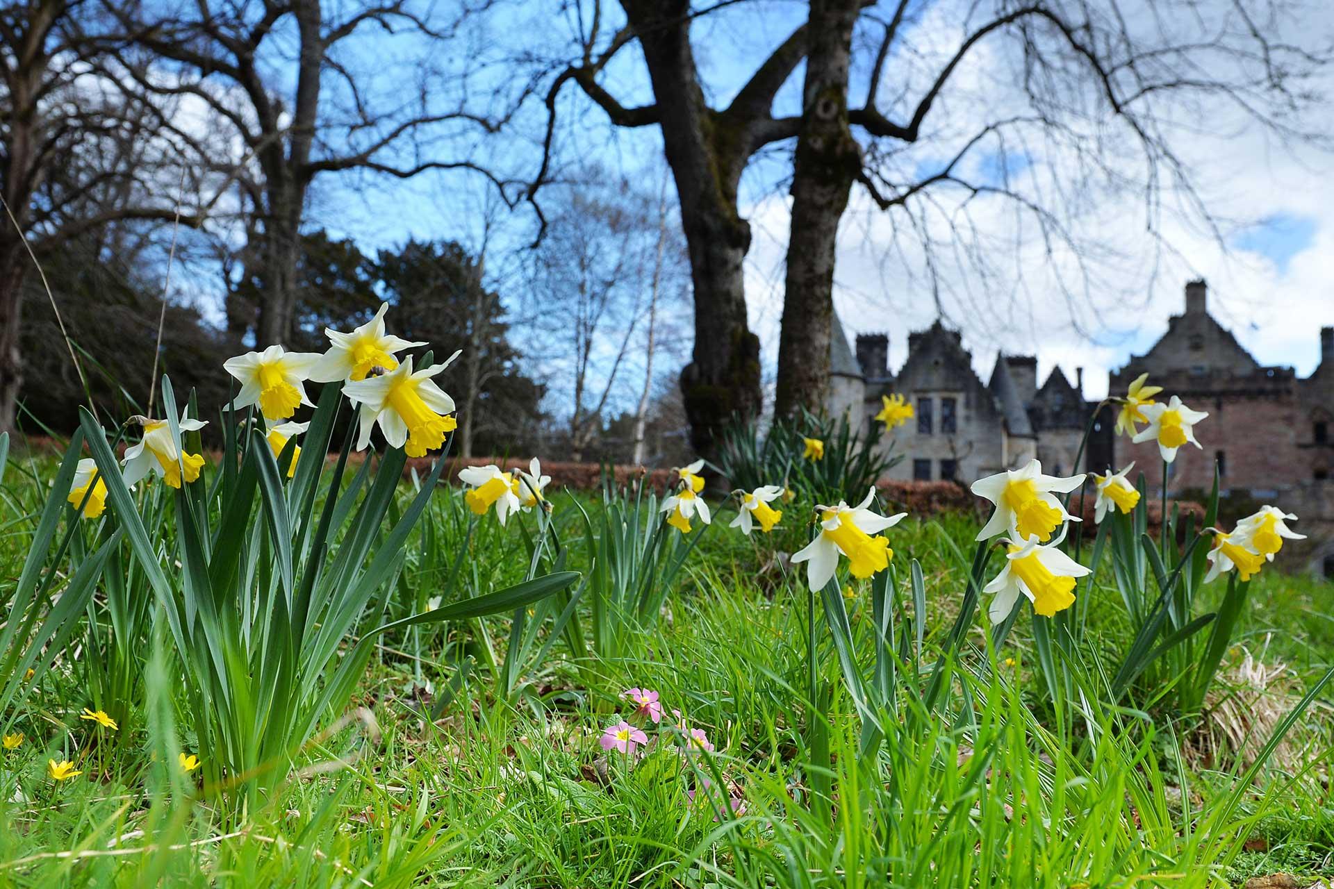 Daffodils at Dalziel Estate