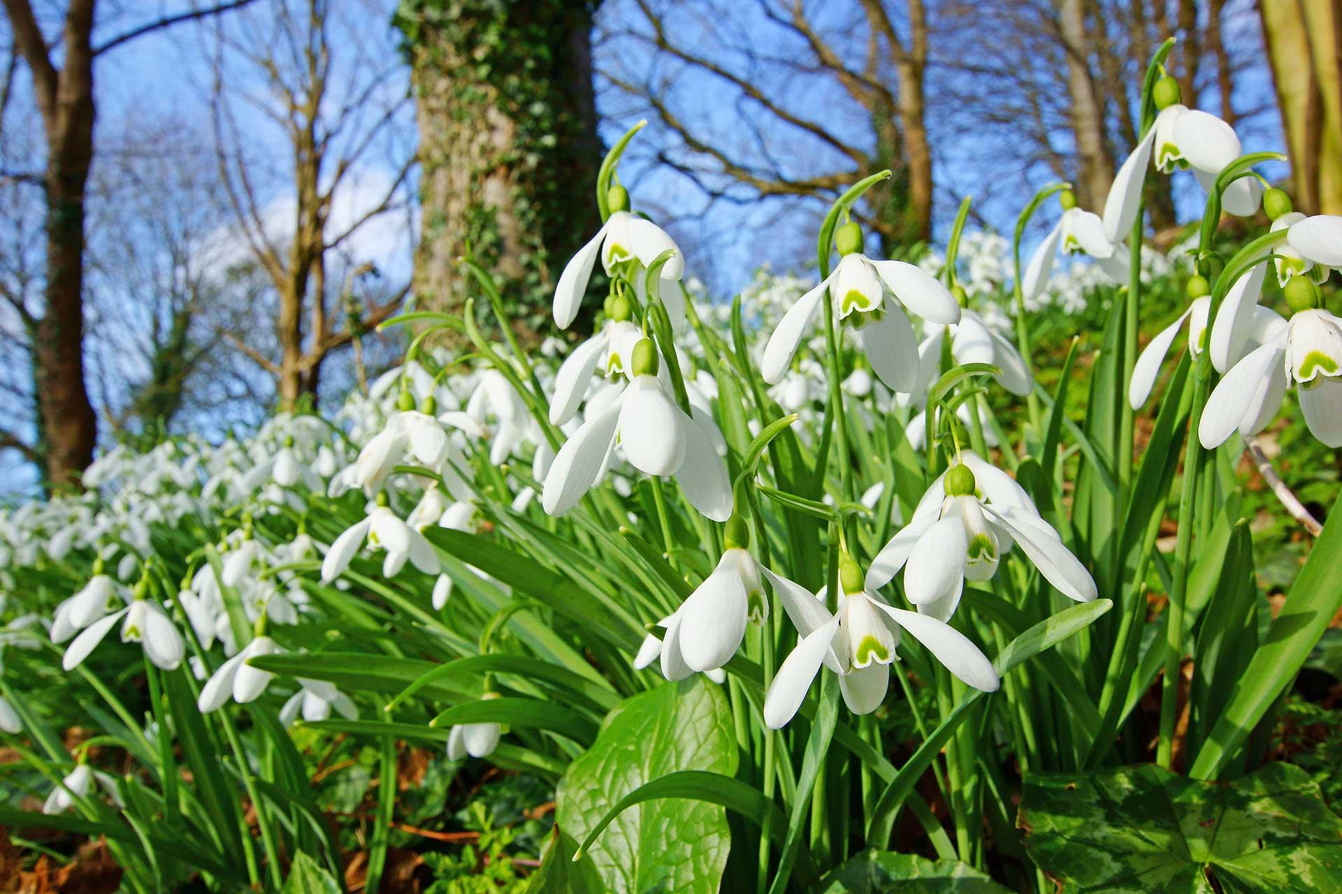 Snow drops