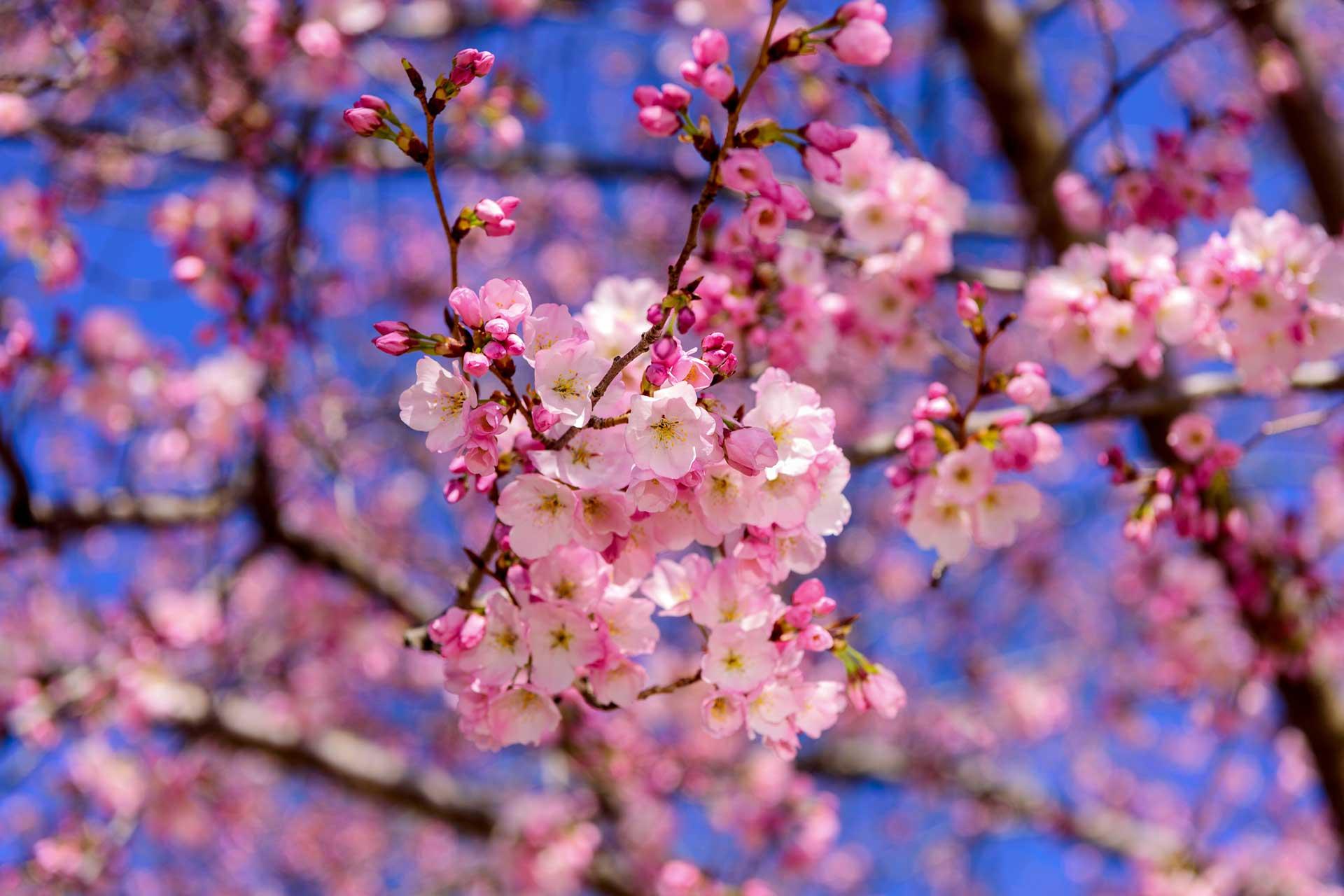 Cherry blossom