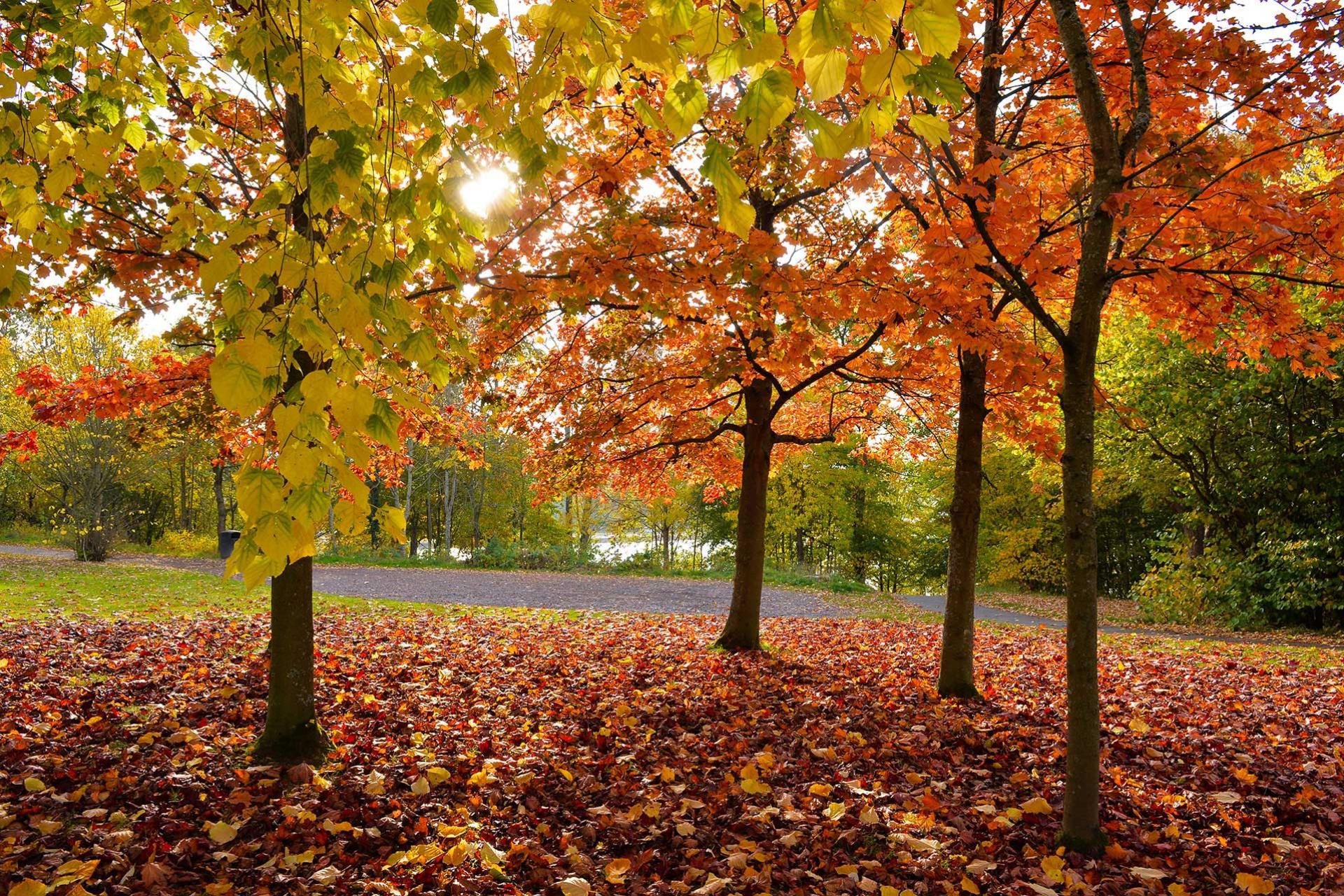 Strathclyde Park Autumn scene
