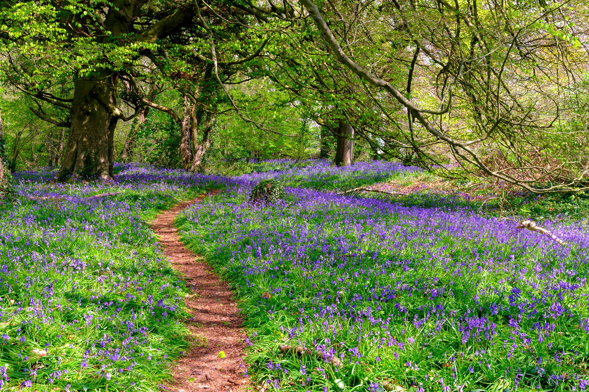 Bluebells in a forest