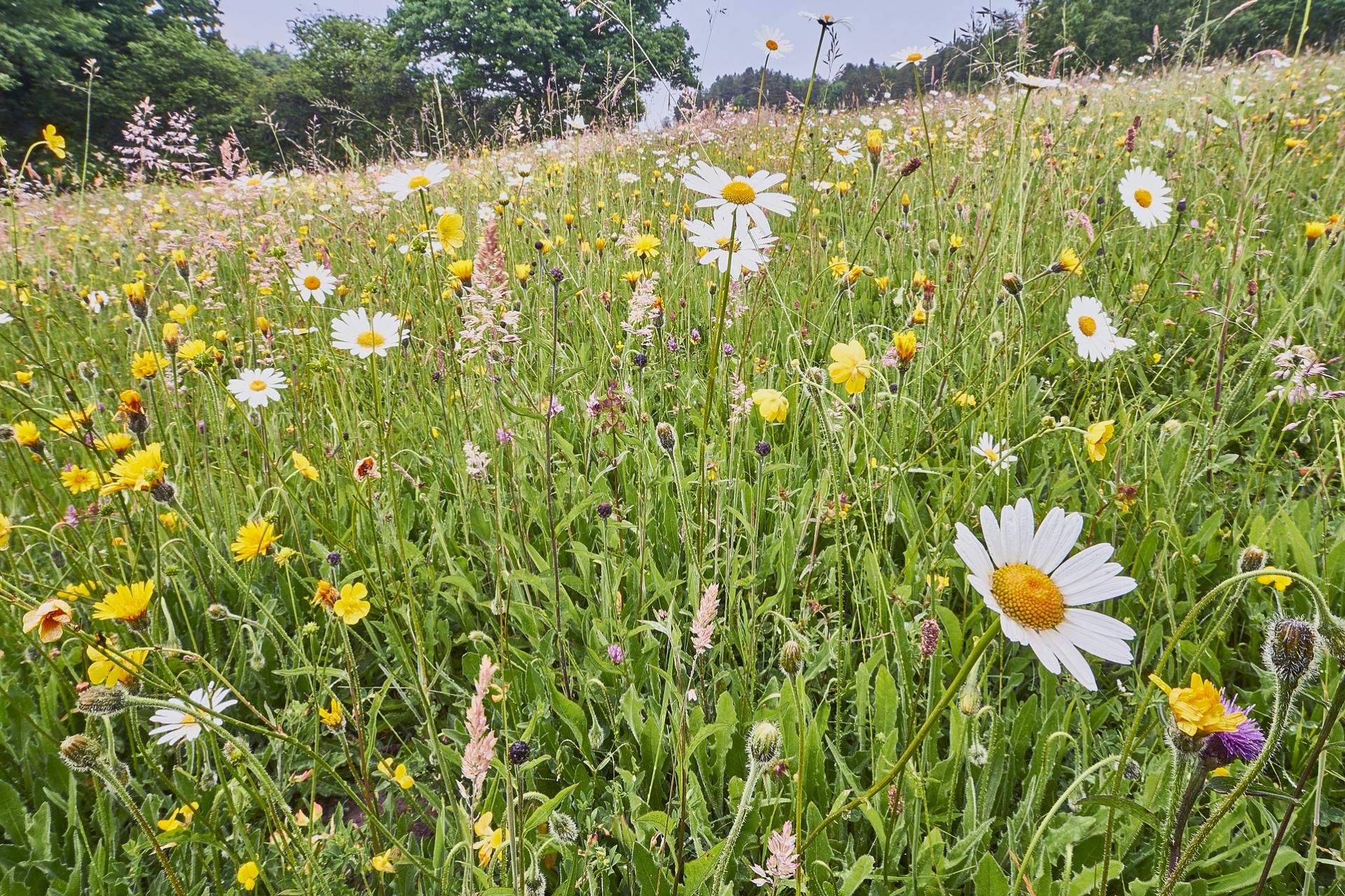 Summer wildflowers