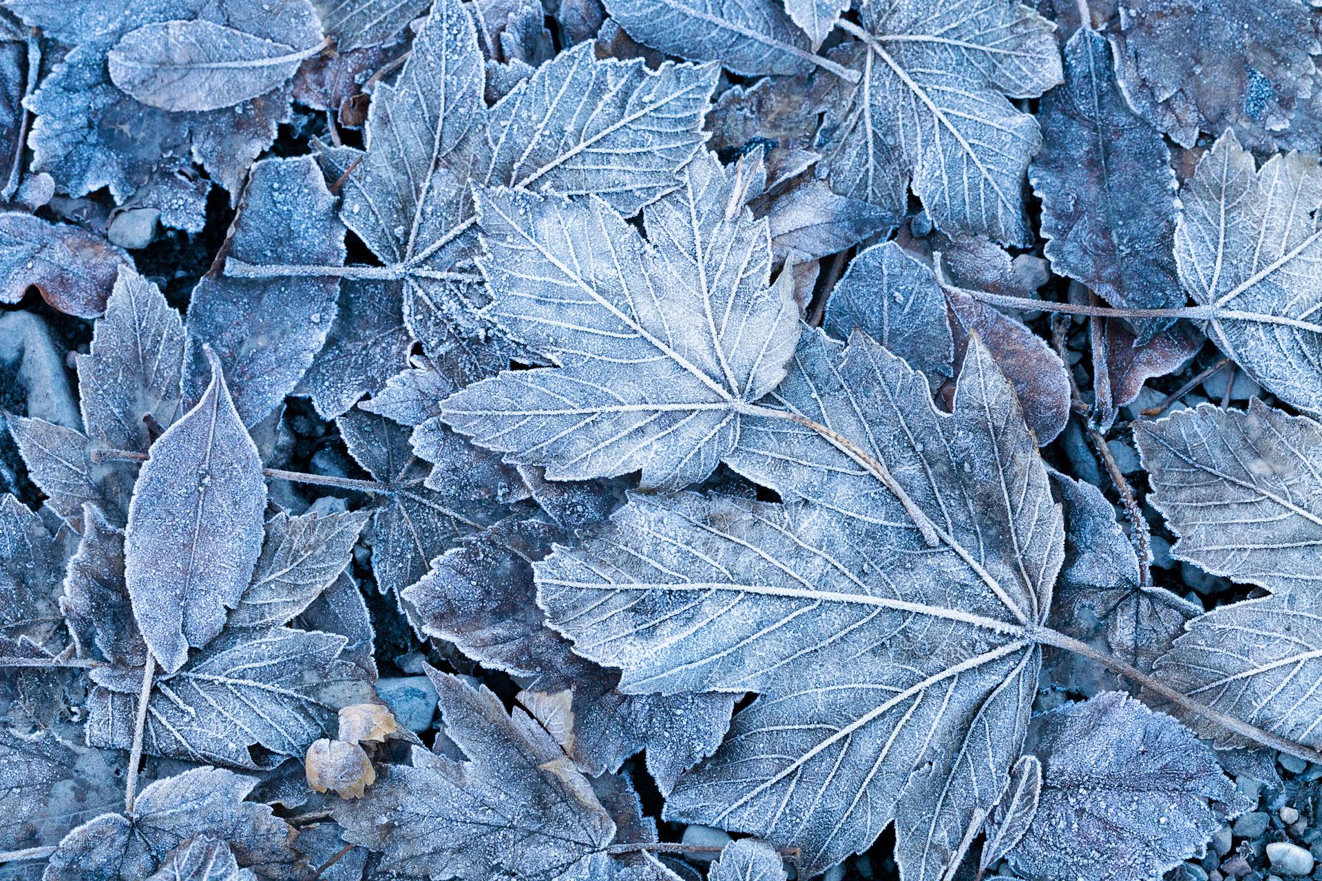 Frosty leave North Lanarkshire