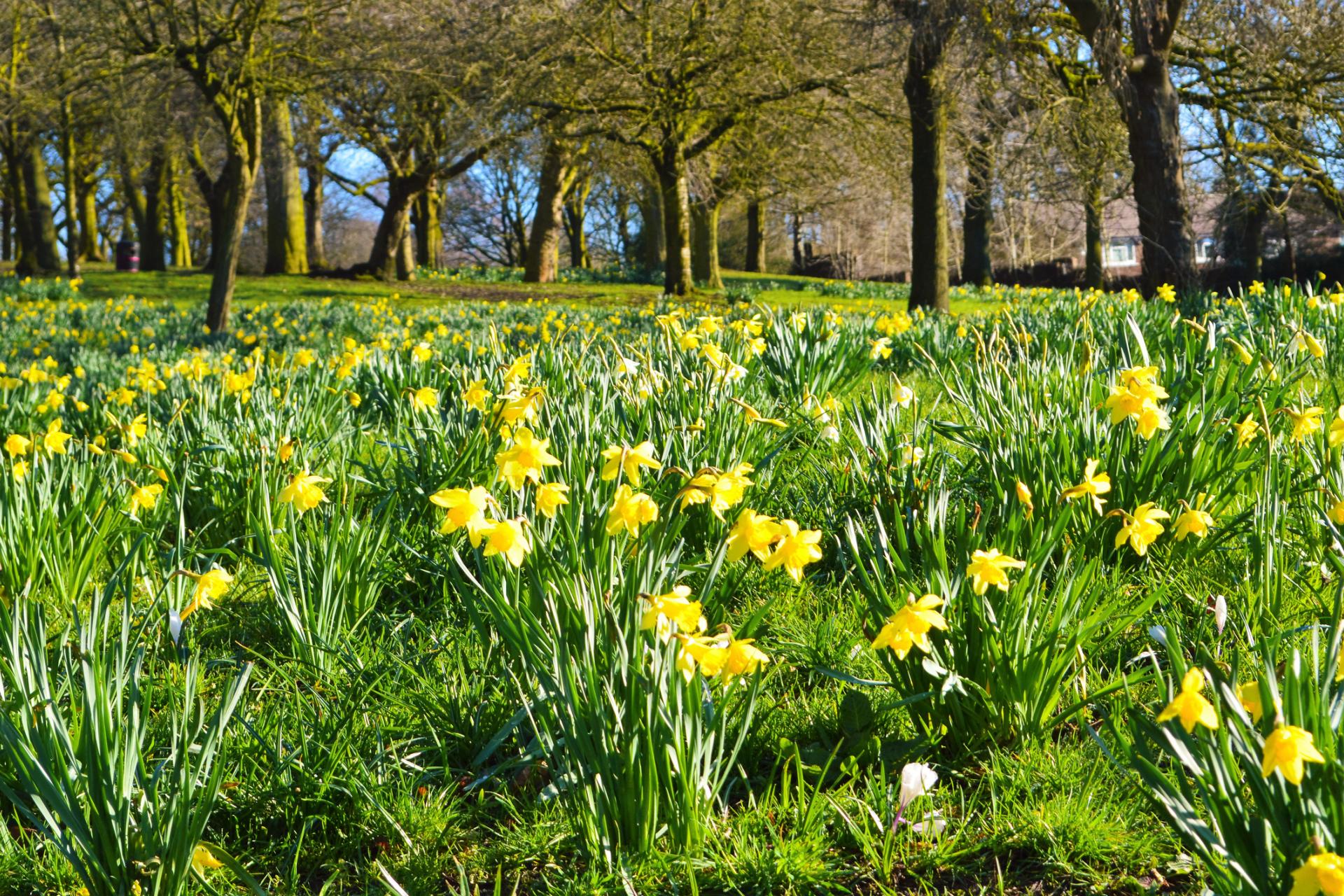 Daffodils in park