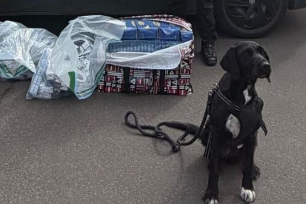 Trading Standards tobacco seizure September 26