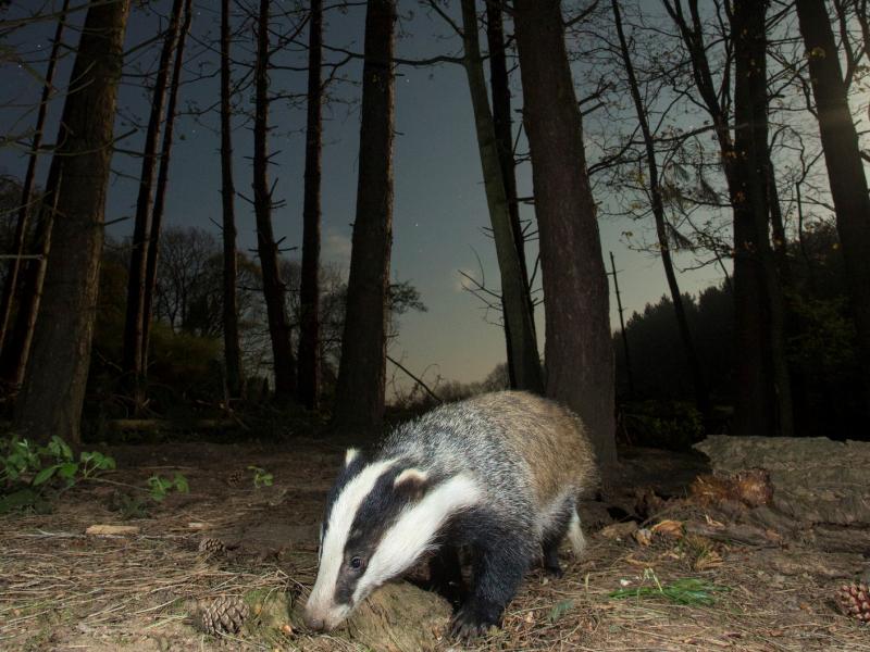 Badger watch