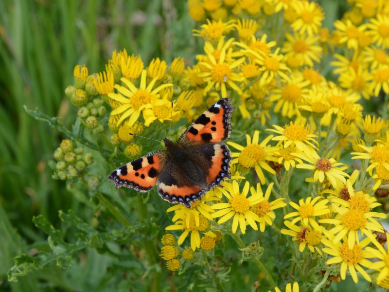 Butterfly with flowers