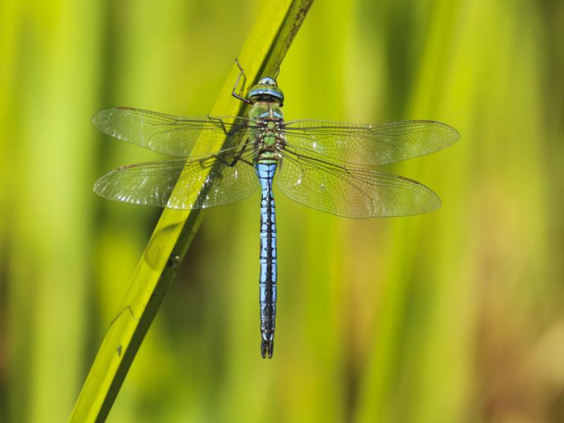 Dragonfly