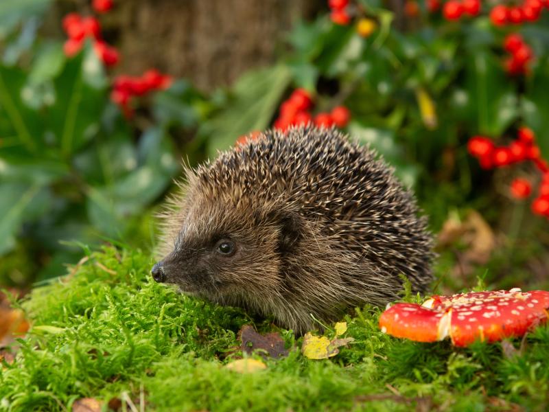 Hedgehog