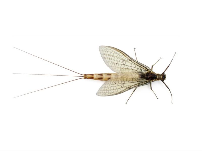 Mayfly