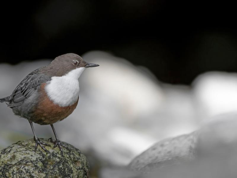 Dipper