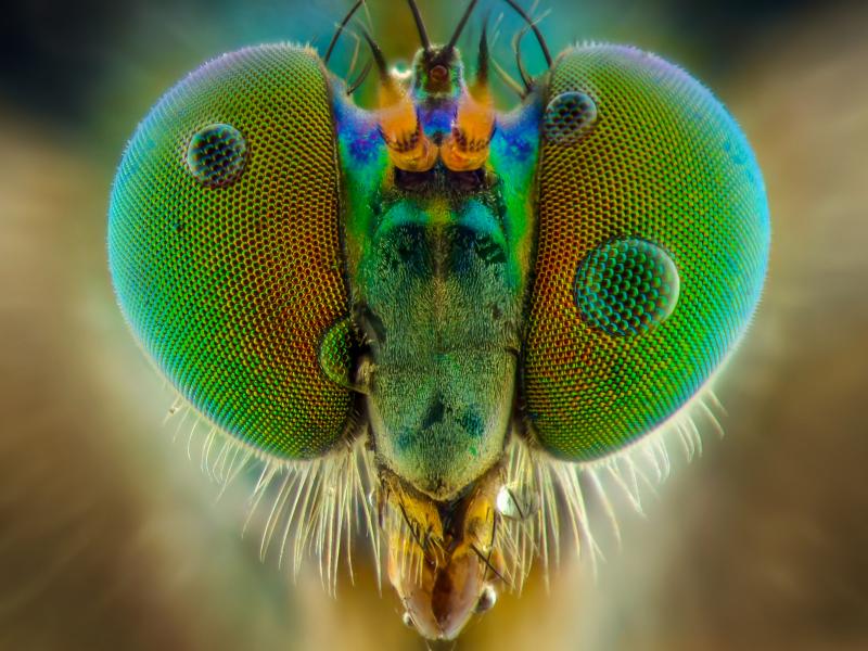 Dragonfly