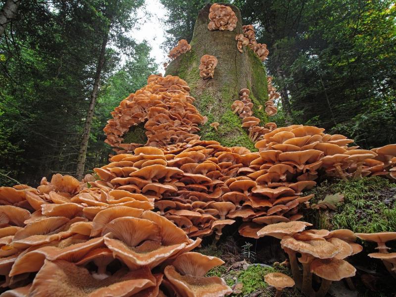 Honey fungus mushrooms