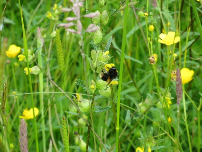 Buff tail bee on wildflowers