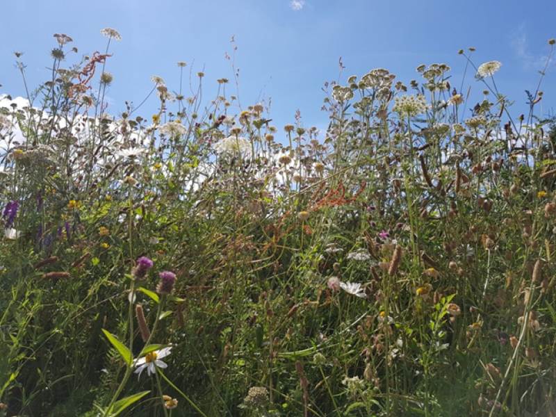 Spring Wildflower Scavenger Hunt — Tennessee State Parks