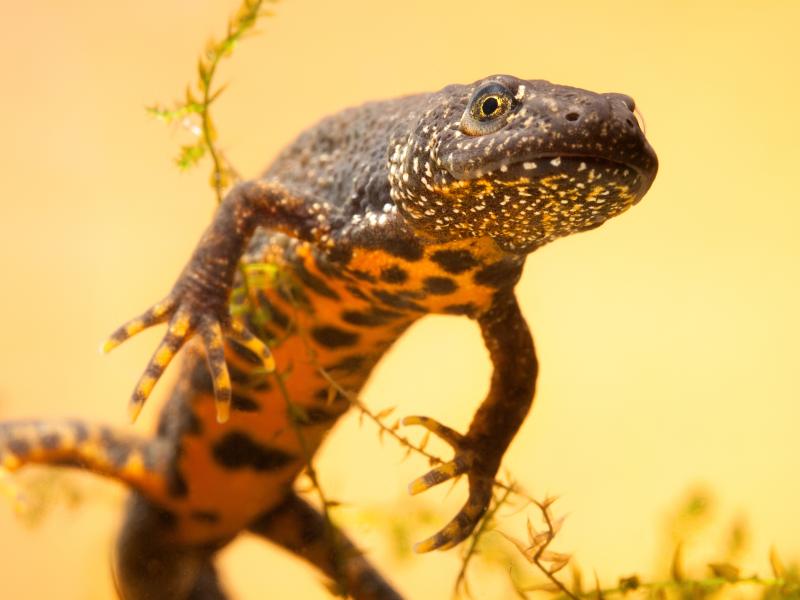 Newts aboot