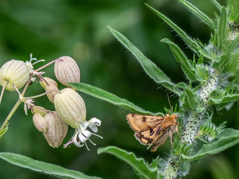 Pollinators