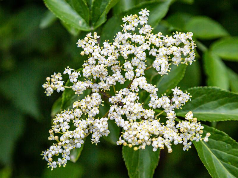 Elder