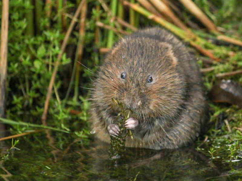 Water Vole
