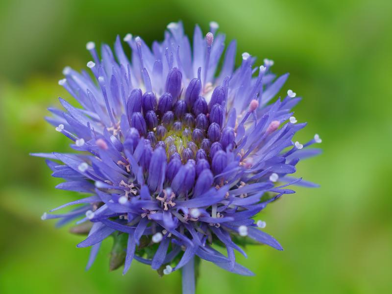 Devils Bit Scabious