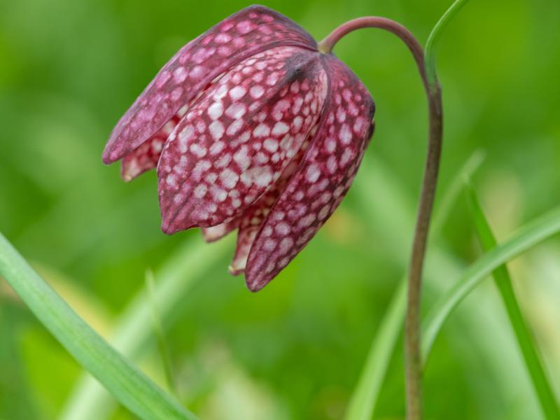 Snakehead Fritillary