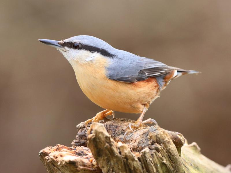 Nuthatch Woods