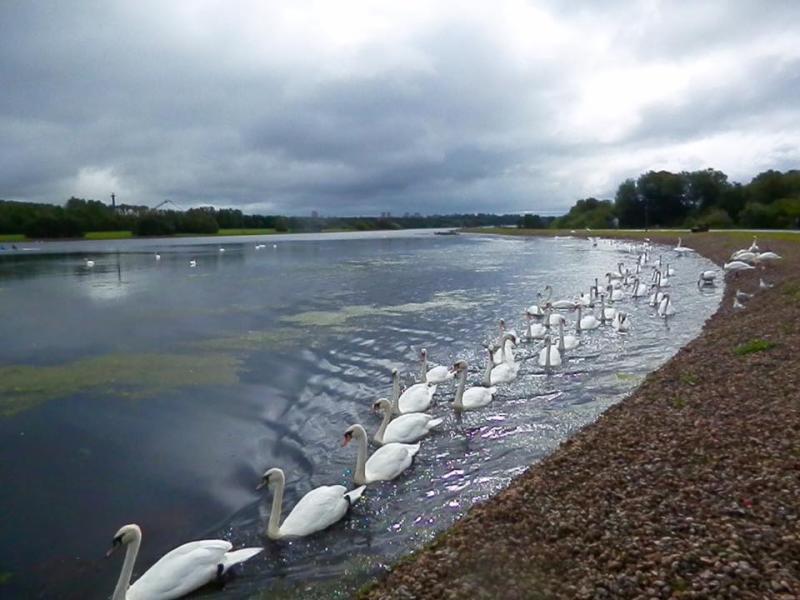 Swans at Strathclyde Lochside