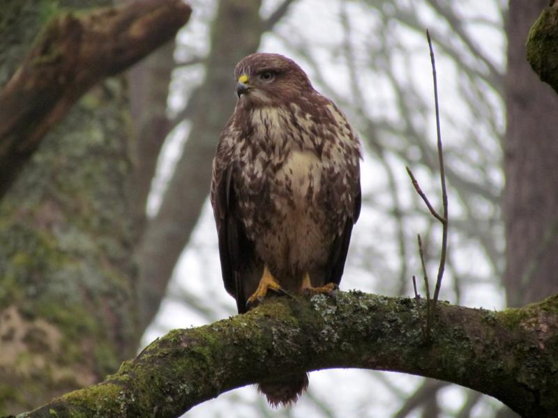 Wild birds of prey