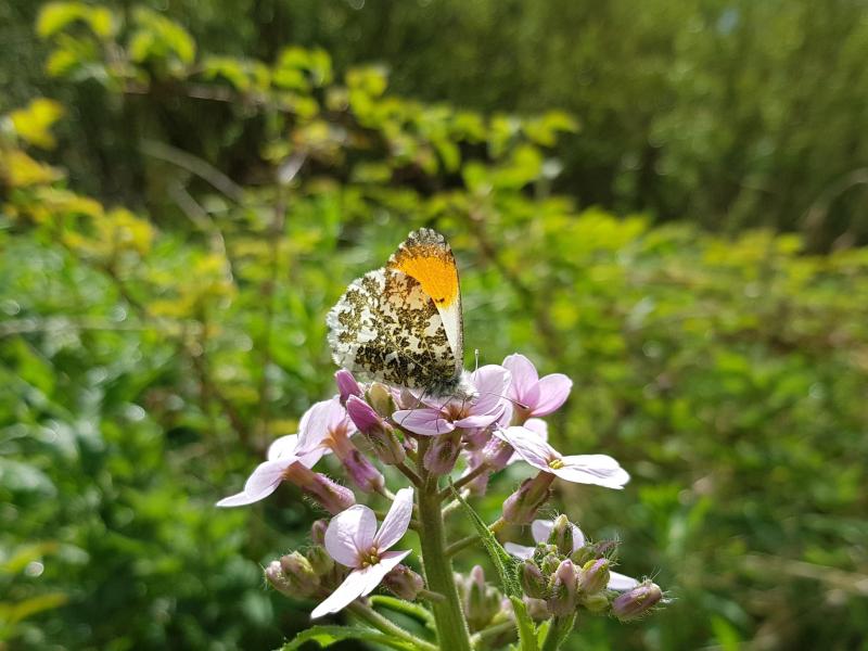 Orange Tip Butterfly - Laura McCrorie