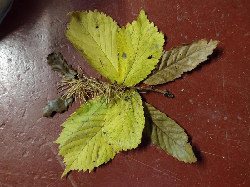 Woodland arts