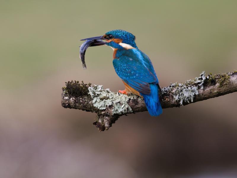 Kingfisher