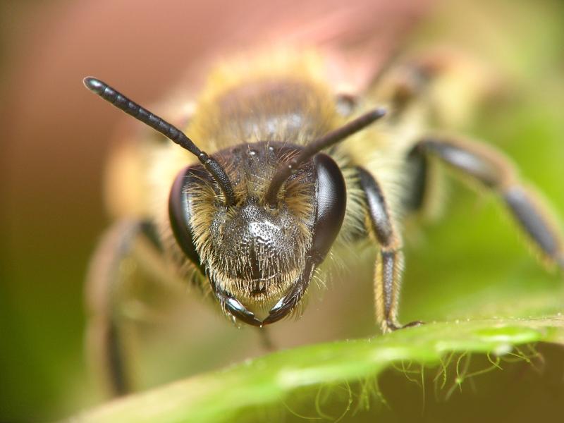 Leaf Cutter Bee Jaw