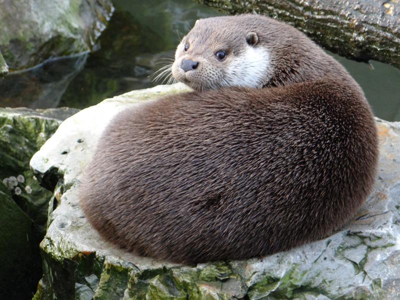 Jolenka European Otter