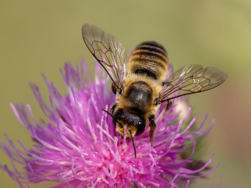 Red Mason Bee