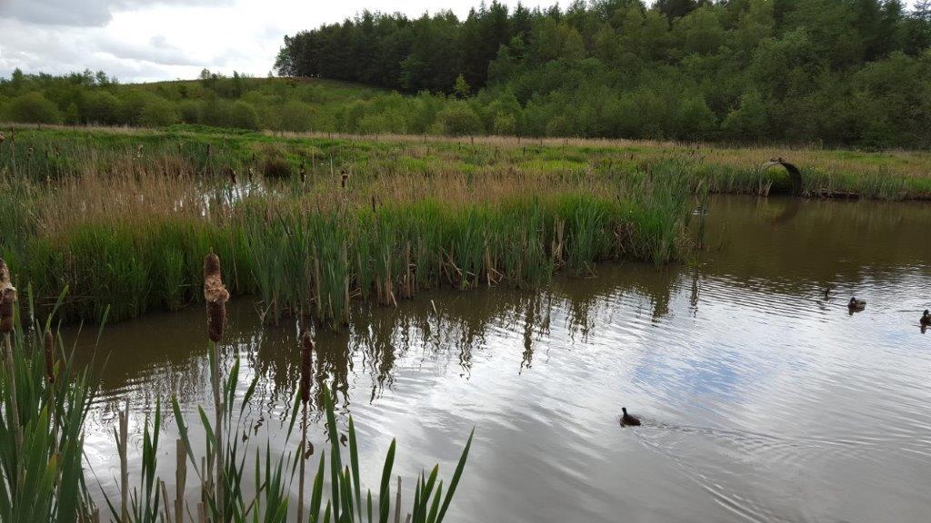 Pond dipping