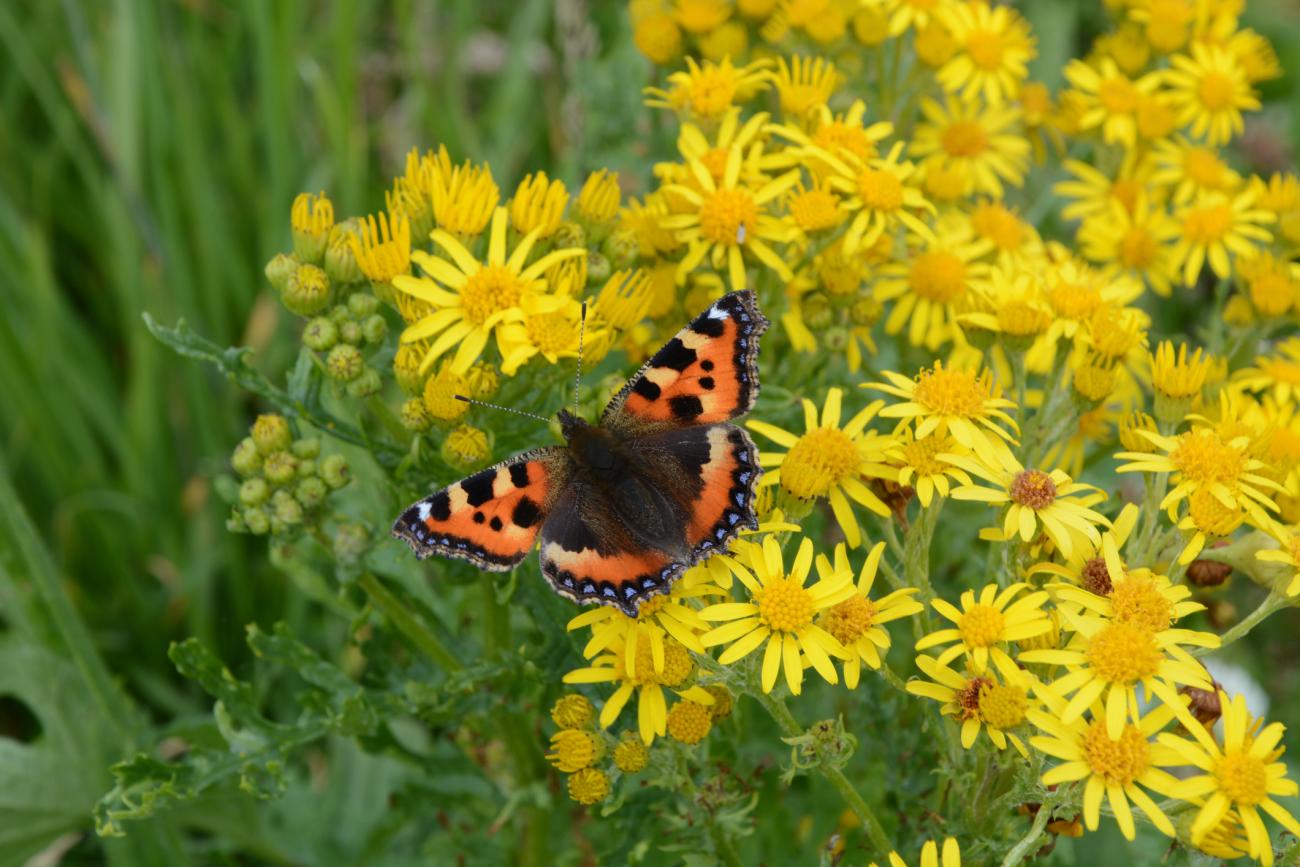 Butterfly with flowers