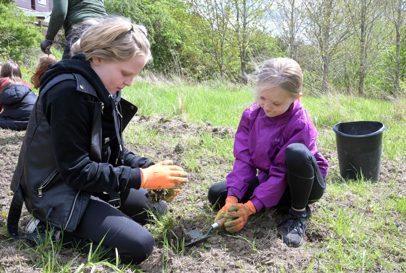 Wildflower planting PB Newarthill 1