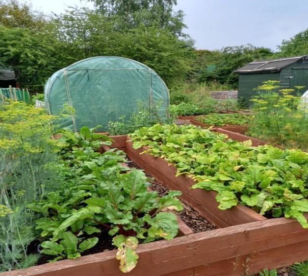 Allotment 3