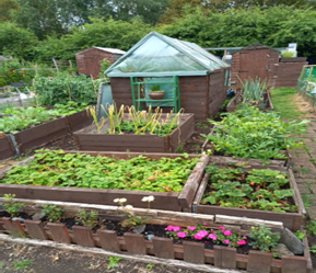 Allotment 4