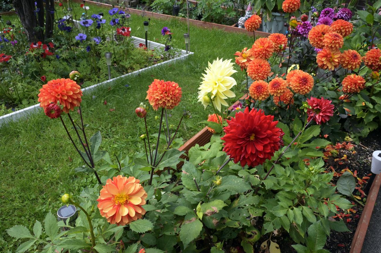 Colourful flowers