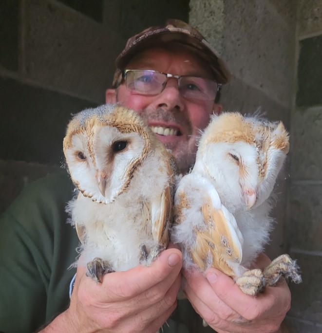 Barn Owls